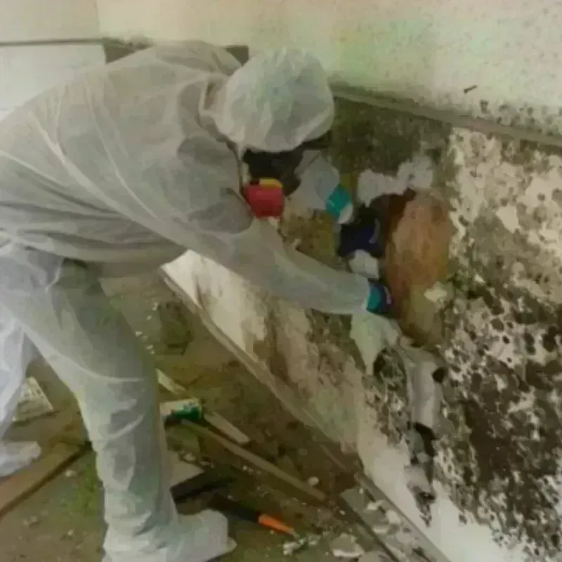 Mold Remediation and Removal in Riverdale, CA